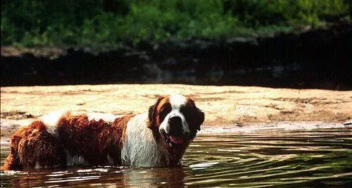 圣伯纳犬性格 圣伯纳犬容易亲近善良友爱 | 圣伯纳犬