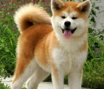 秋田犬|怎样让秋田犬非常乖巧的吃饭