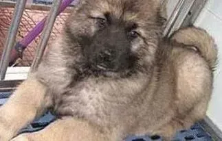 高加索犬|高加索犬异常攻击行为不容忽视