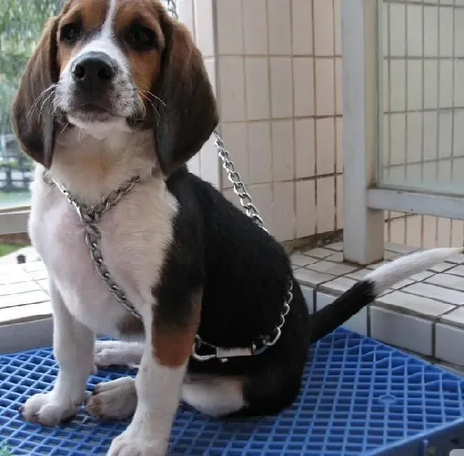 比格犬|与比格犬的相处要讲究哪些方法