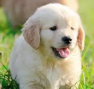 金毛|正确饲养护理金毛犬的几条箴言