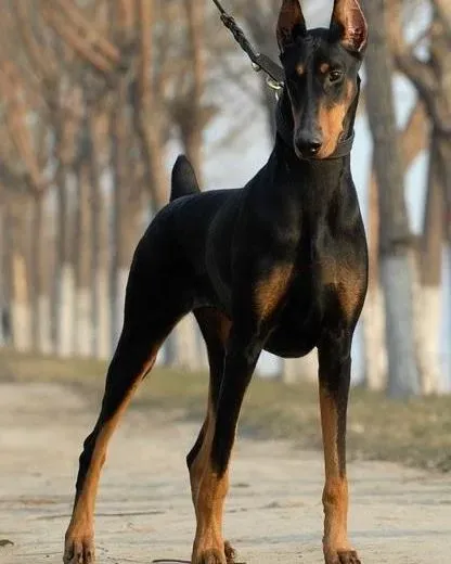 杜宾犬|杜宾犬不能吃哪些人类食物，哪些能吃