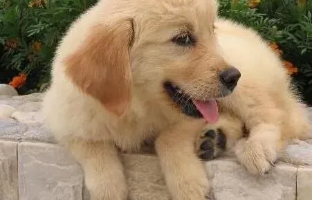 金毛|为金毛犬选择狗粮应该看的三点
