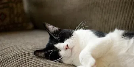 猫咪死了怎么办 尸体处理常见的五种方法 | 猫