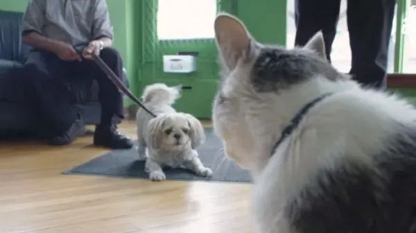 超专业的房仲猫咪 不仅接待客人还会陪签约 | 猫