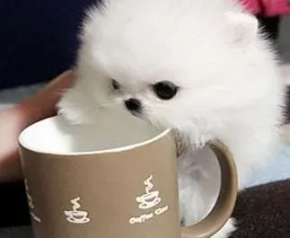 茶杯犬|求方法 怎么给茶杯犬喂驱虫药