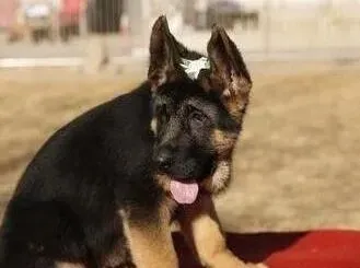 德国牧羊犬|德国牧羊犬拉稀，有点抽筋这是什么问题