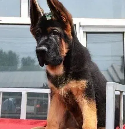 德国牧羊犬|给德国牧羊犬的饲主们一些建议