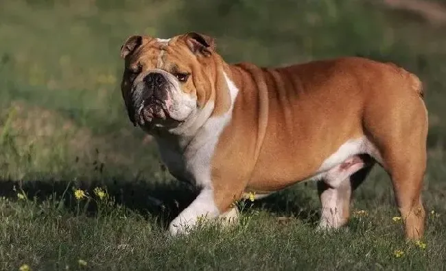 英国斗牛犬|训练前提之要学会跟斗牛犬说“不可以”