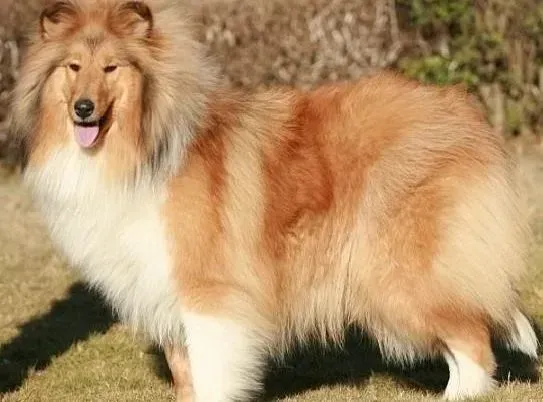 苏格兰牧羊犬|对苏格兰牧羊犬进行游泳训练的两个基本点
