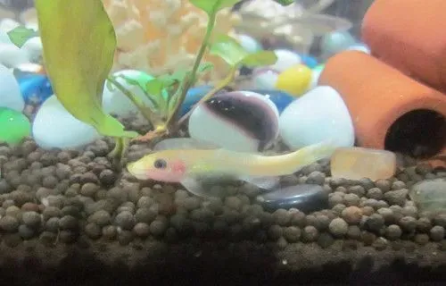 水培植物可以养鱼吗 和水培植物混养注意事项 | 鱼
