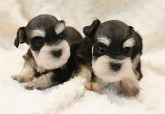 雪纳瑞|当雪纳瑞的年华老去主人们要怎样做