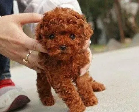 贵宾犬|贵宾犬患上皮肤病的预防方法详解