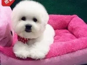 比熊犬|比熊犬怀孕62天没有生的迹象 正常吗