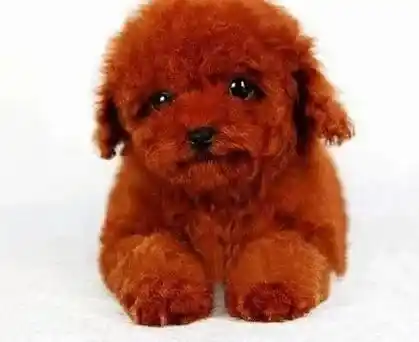 贵宾犬|贵宾犬退烧后食欲不好正常么