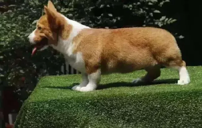 柯基犬|柯基犬患上皮肤病后，皮肤发黑是怎么回事