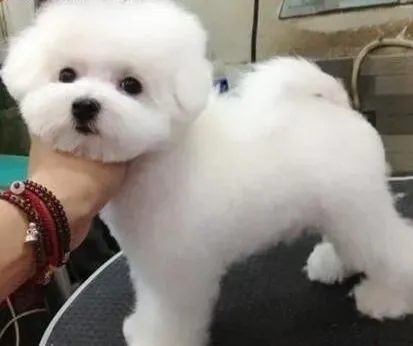 比熊犬|比熊犬爱掉毛应该怎样护理