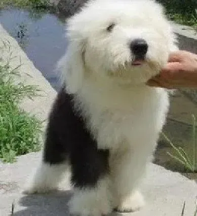 古代牧羊犬|古代牧羊犬体温一直偏低是什么毛病