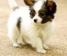 蝴蝶犬|蝴蝶犬精神不太好，乱咬自己是什么情况