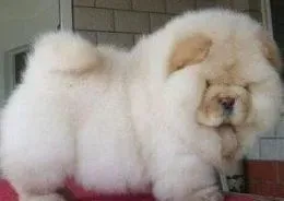 松狮犬|如何给松狮犬防中暑轻轻松松度夏