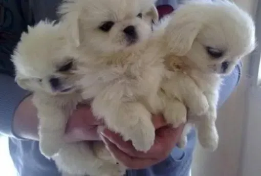 京巴狗|如何给京巴犬刷牙它的牙龈才能不出血呢