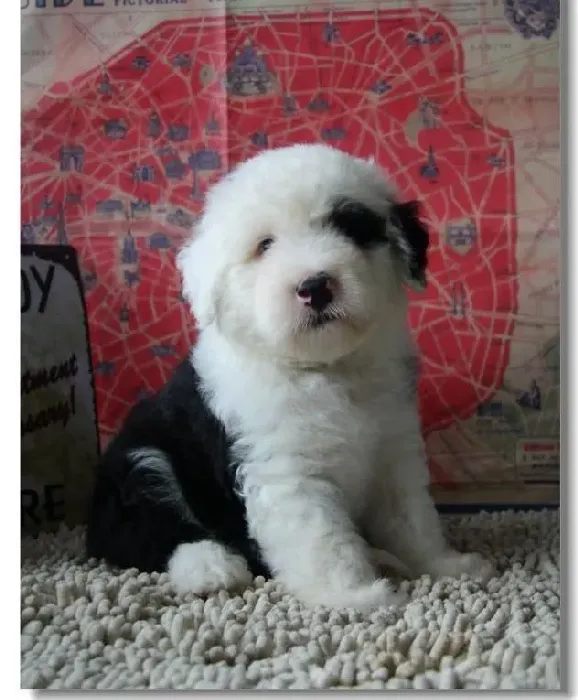 古代牧羊犬|古代牧羊犬有哪些不好的习惯