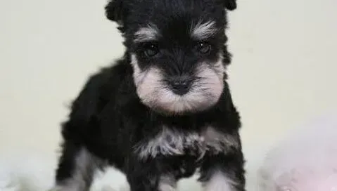 雪纳瑞|雪纳瑞最近没精神，后腿是什么原因