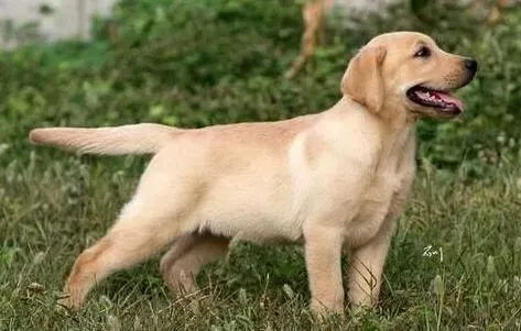 拉布拉多|与拉布拉多犬一同外出要注意的事项