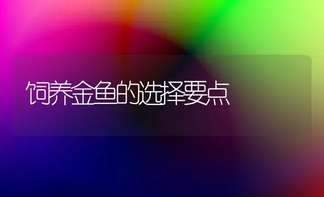 饲养金鱼的选择要点 | 鱼类宠物