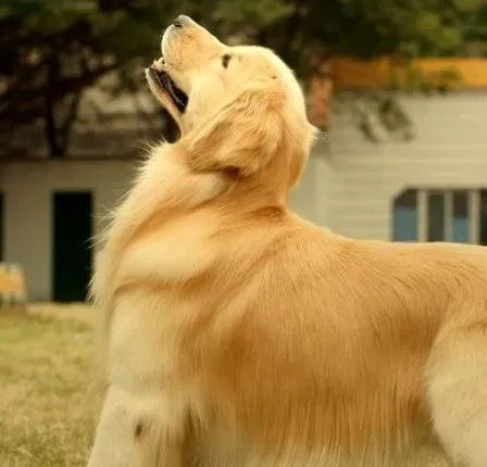 金毛|金毛犬吃粑粑 千万不能打骂 狗吃粑粑原因分析