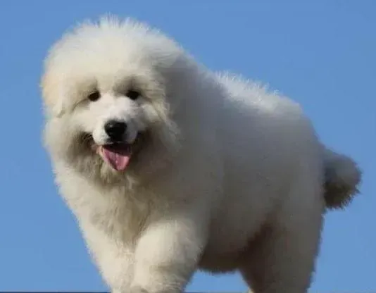 大白熊犬|不同时期应该给大白熊犬哪些不同的食物