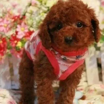 贵宾犬|狗狗教育好方法 如何训练让贵宾犬更优秀