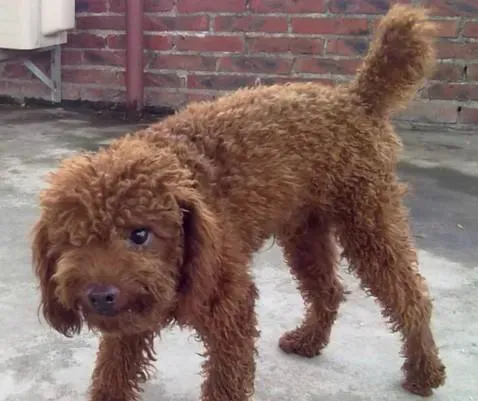 爱尔兰雪达犬多少斤 它的生理指标 | 爱尔兰雪达犬