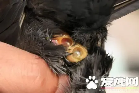 鸟怎么交配 对于绝大部分的鸟类是快枪手 | 鸟