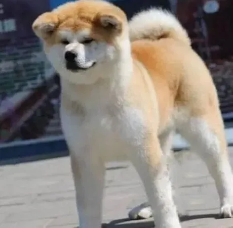 秋田犬|给秋田犬补钙的小建议，帮助大家更好的饲养狗狗