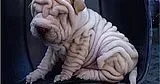 沙皮狗|沙皮狗不爱进笼子里怎么办啊