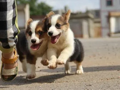 柯基犬|如何正确的认识柯基犬严重的等级心理