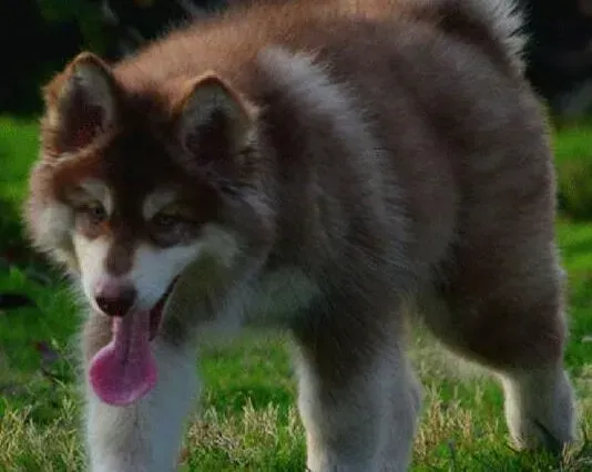 阿拉斯加犬|阿拉斯加犬吃驱虫药后呕吐不吃东西怎么办