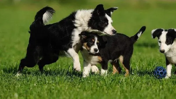 边境牧羊犬|边境牧羊犬也会炸毛 边牧出现这些特征不要轻举妄动