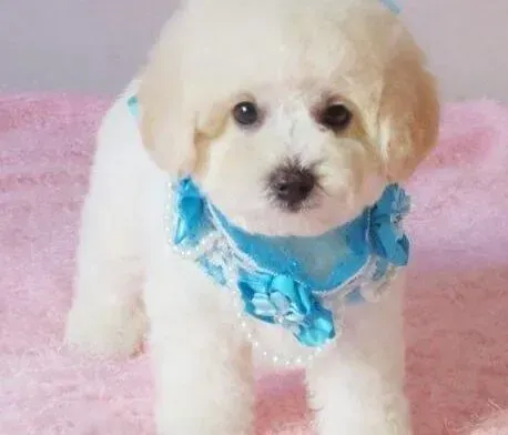 比熊犬|比熊犬驱虫后不断的拉虫子出来正常吗