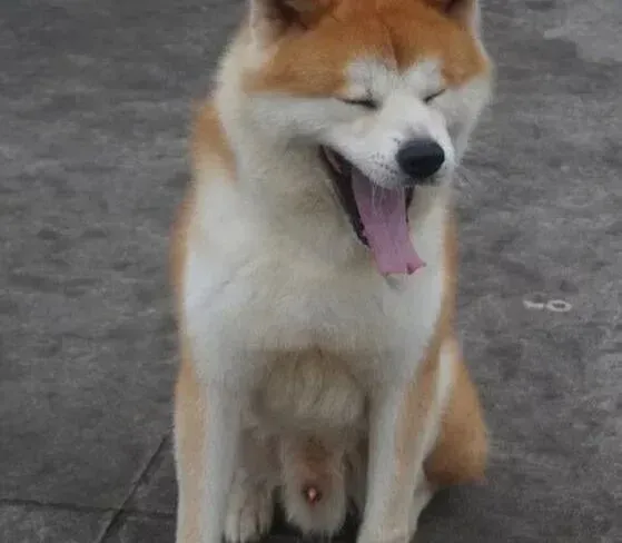 秋田犬|秋田犬在成长中做必须的营养