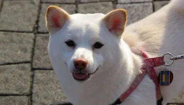 白柴犬鼻子会变粉色吗 什么原因会造成白柴犬鼻子变粉色 | 柴犬
