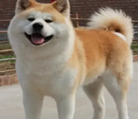 秋田犬|秋田犬眼睛周围皮肤发红是怎么回事