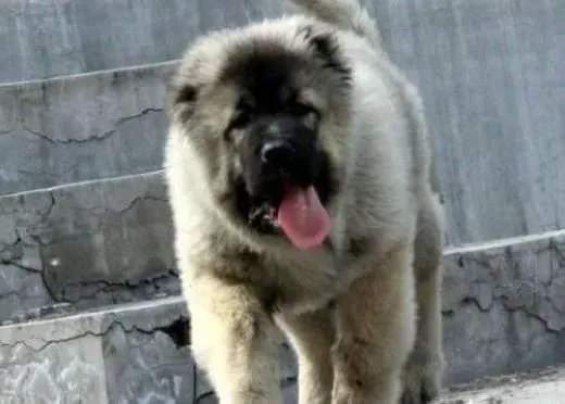 高加索犬|让高加索犬每日清凉过夏的建议