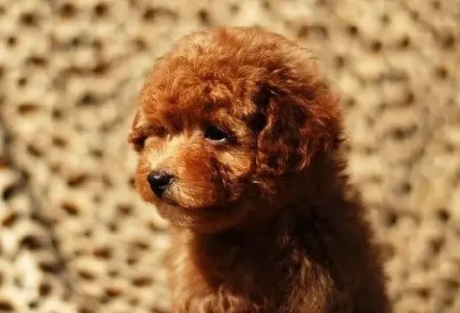 泰迪犬|怎么处理泰迪犬的紧急脚掌外伤