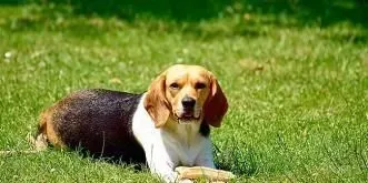 成年比格犬怎么训练 成年比格犬的训练方法 | 比格犬