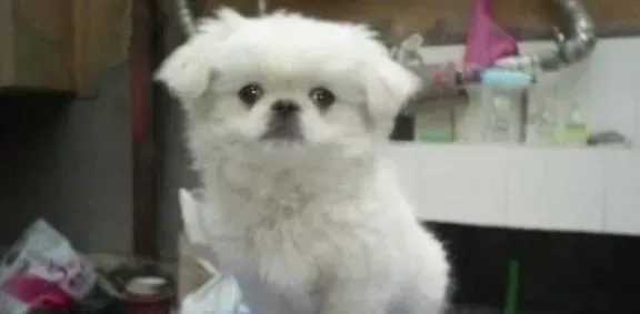 京巴狗|生活必知之京巴犬过于偏瘦的原因和解决方法