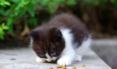 猫喜欢吃什么猫粮 猫粮是真正的均衡食物 | 猫粮