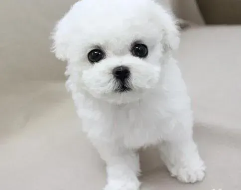 比熊犬|比熊犬呕吐白色粘液是怎么了