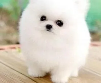 博美犬|博美犬需要打那些预防针、要怎么去打